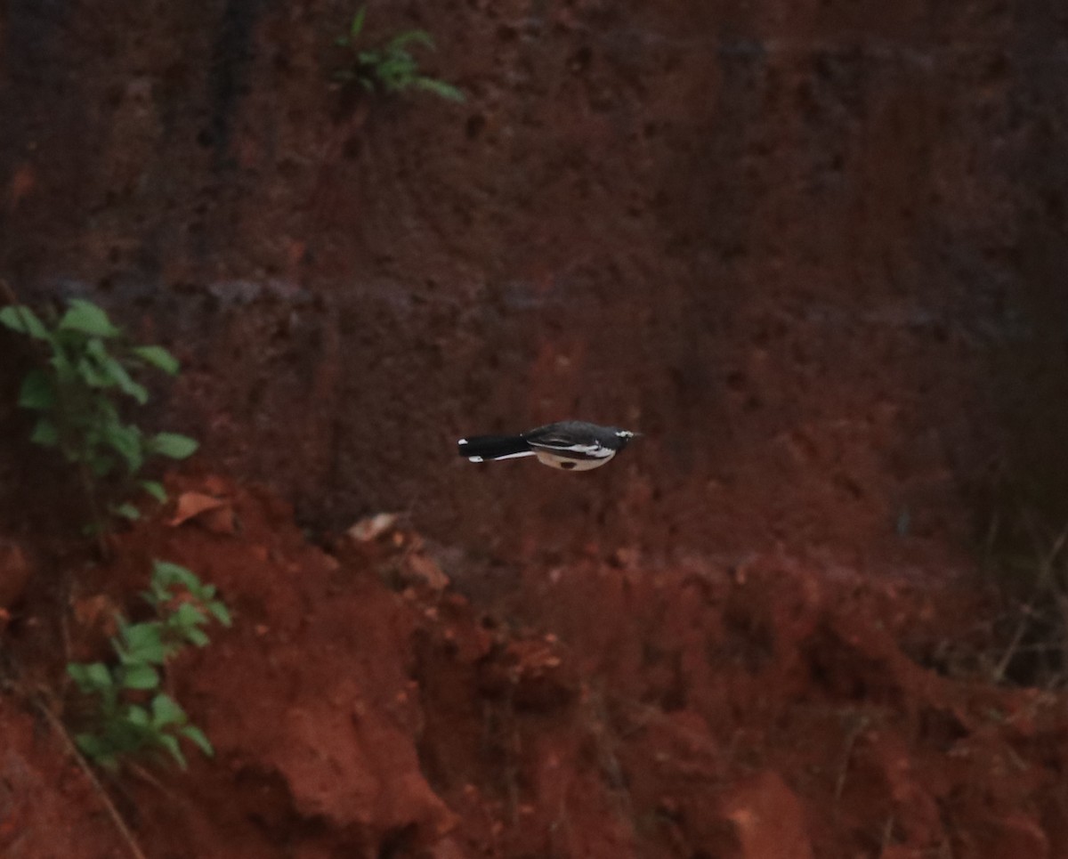 White-browed Wagtail - ML611930259