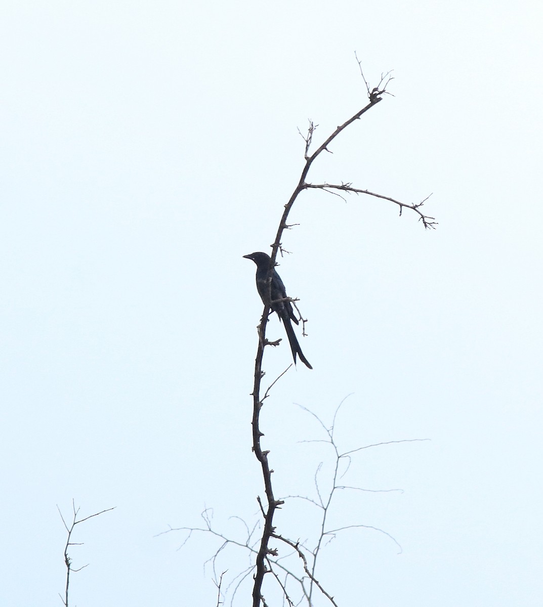 Black Drongo - ML611930280