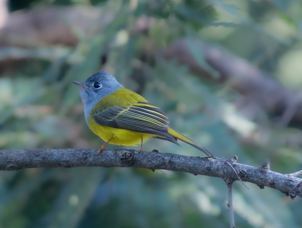 Gray-headed Canary-Flycatcher - Vishal Kapur