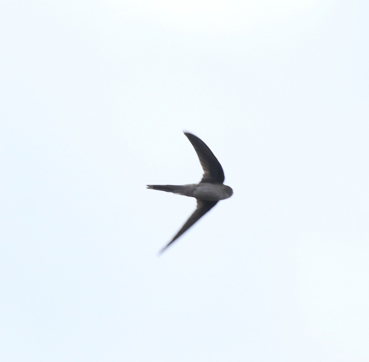 Asian Palm Swift - ML611930311