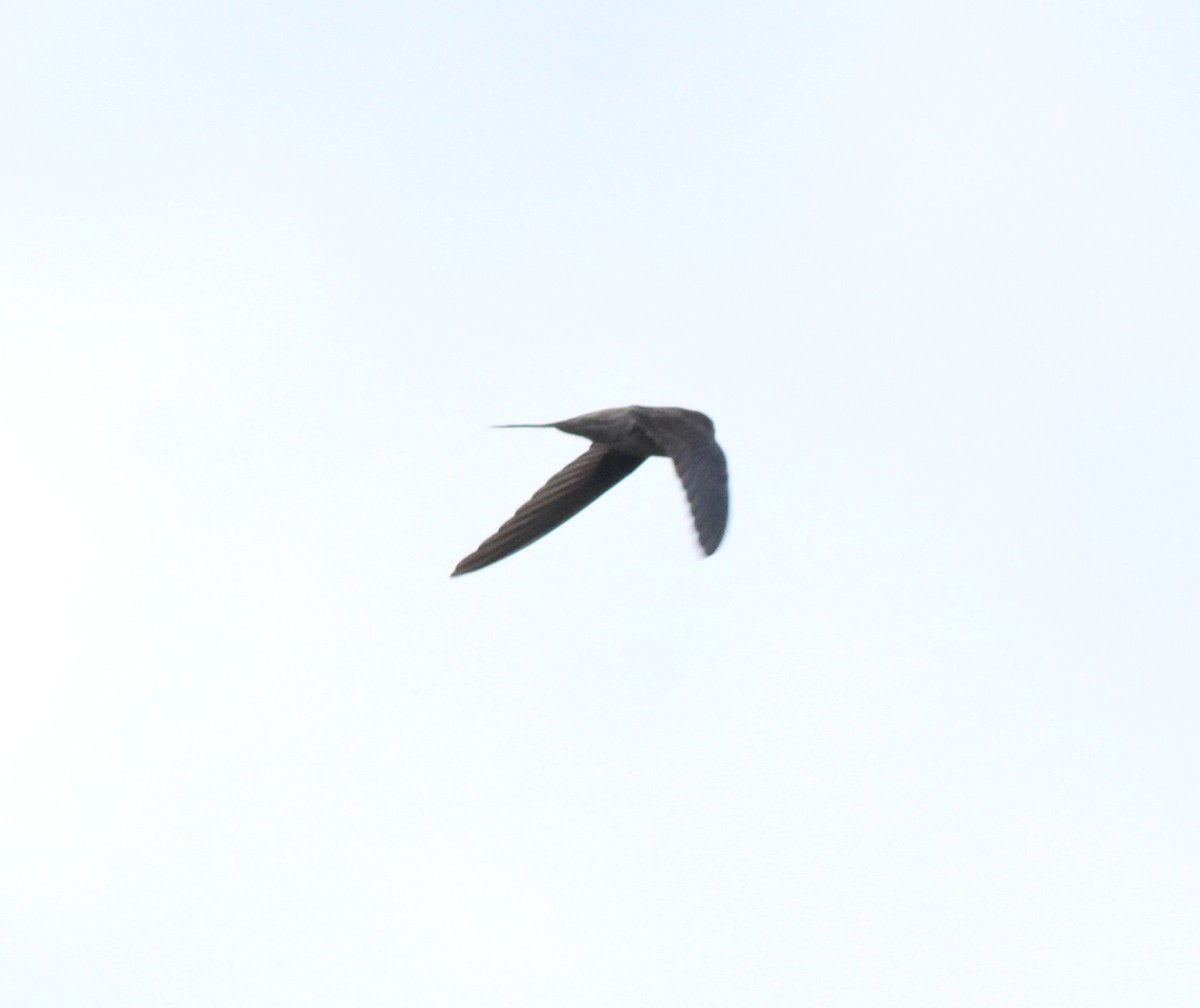 Asian Palm Swift - ML611930313