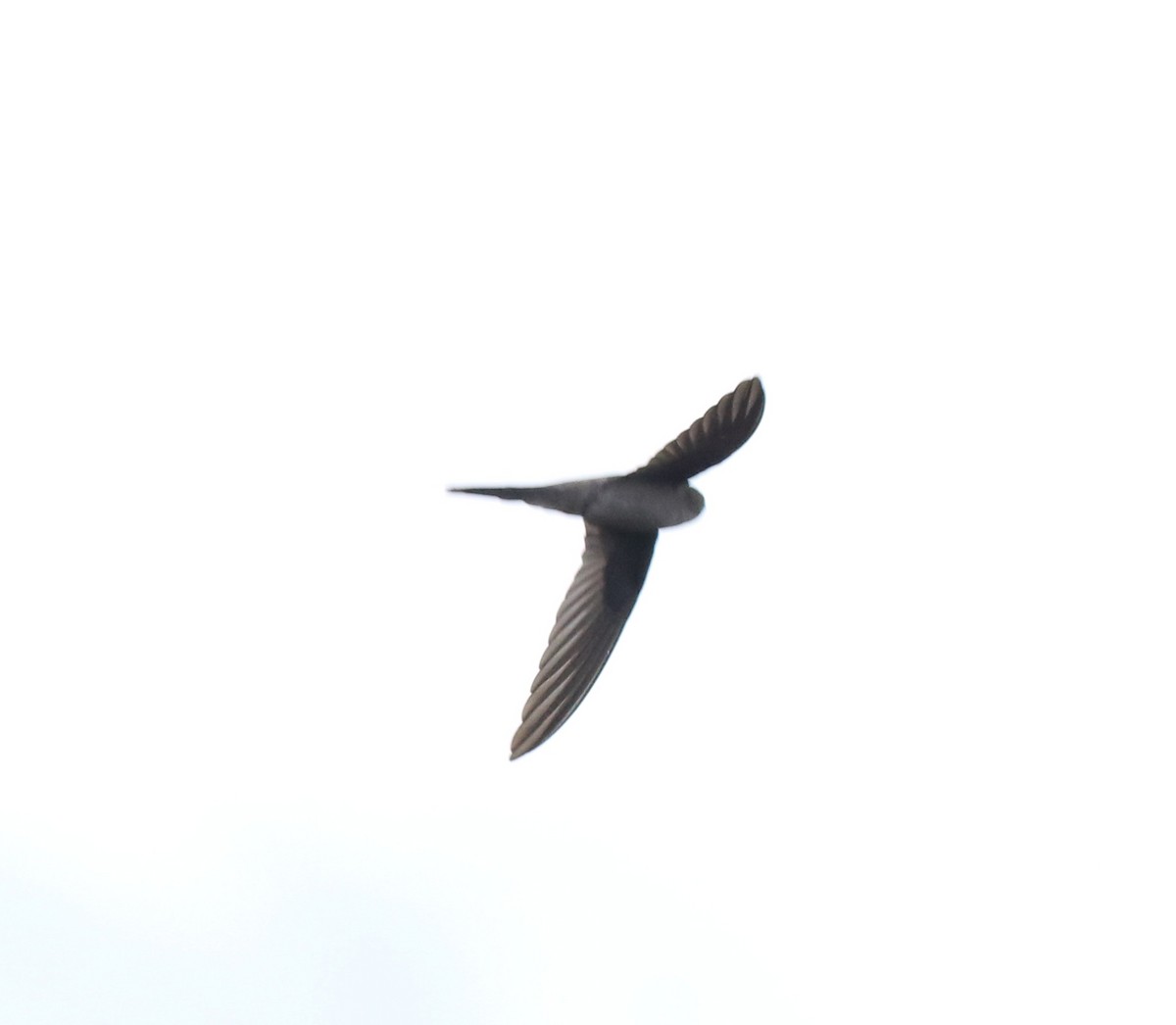 Asian Palm Swift - ML611930315
