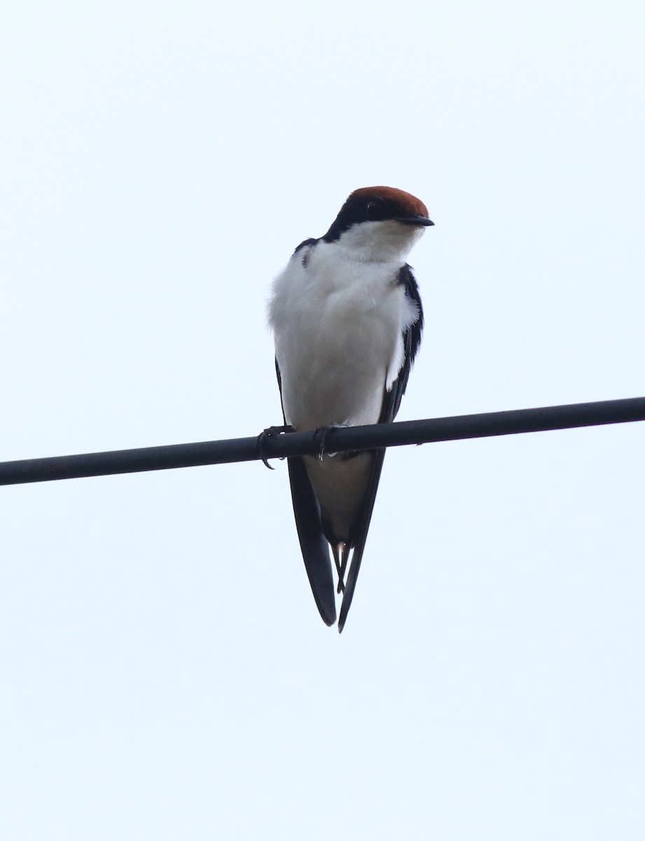 Wire-tailed Swallow - ML611930336
