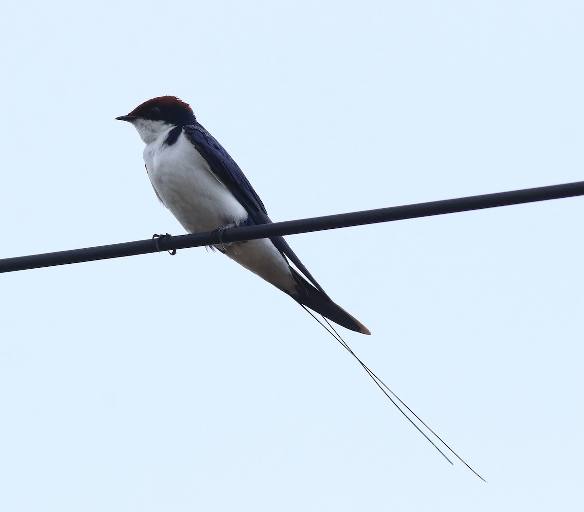 Wire-tailed Swallow - ML611930337