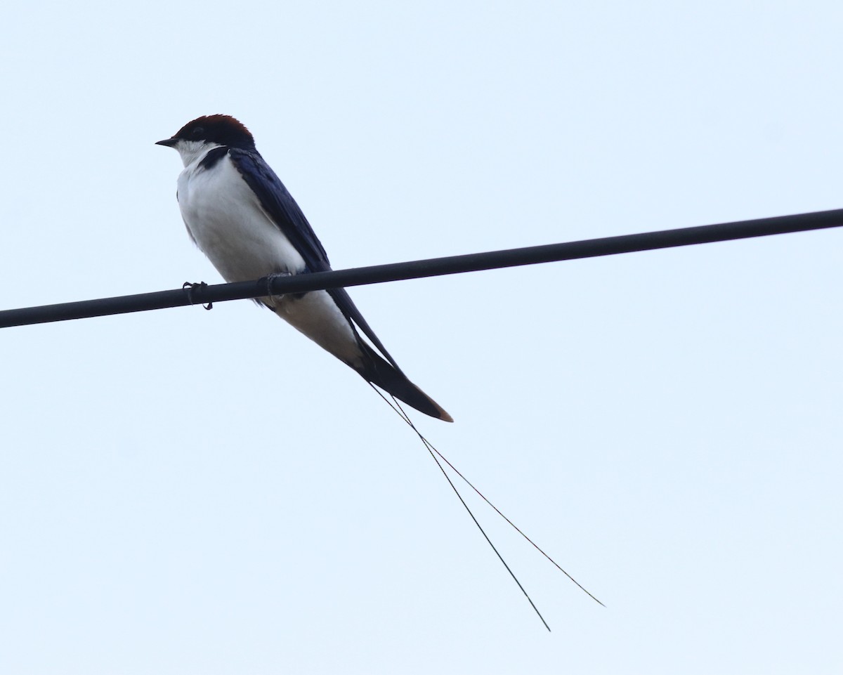 Wire-tailed Swallow - ML611930339