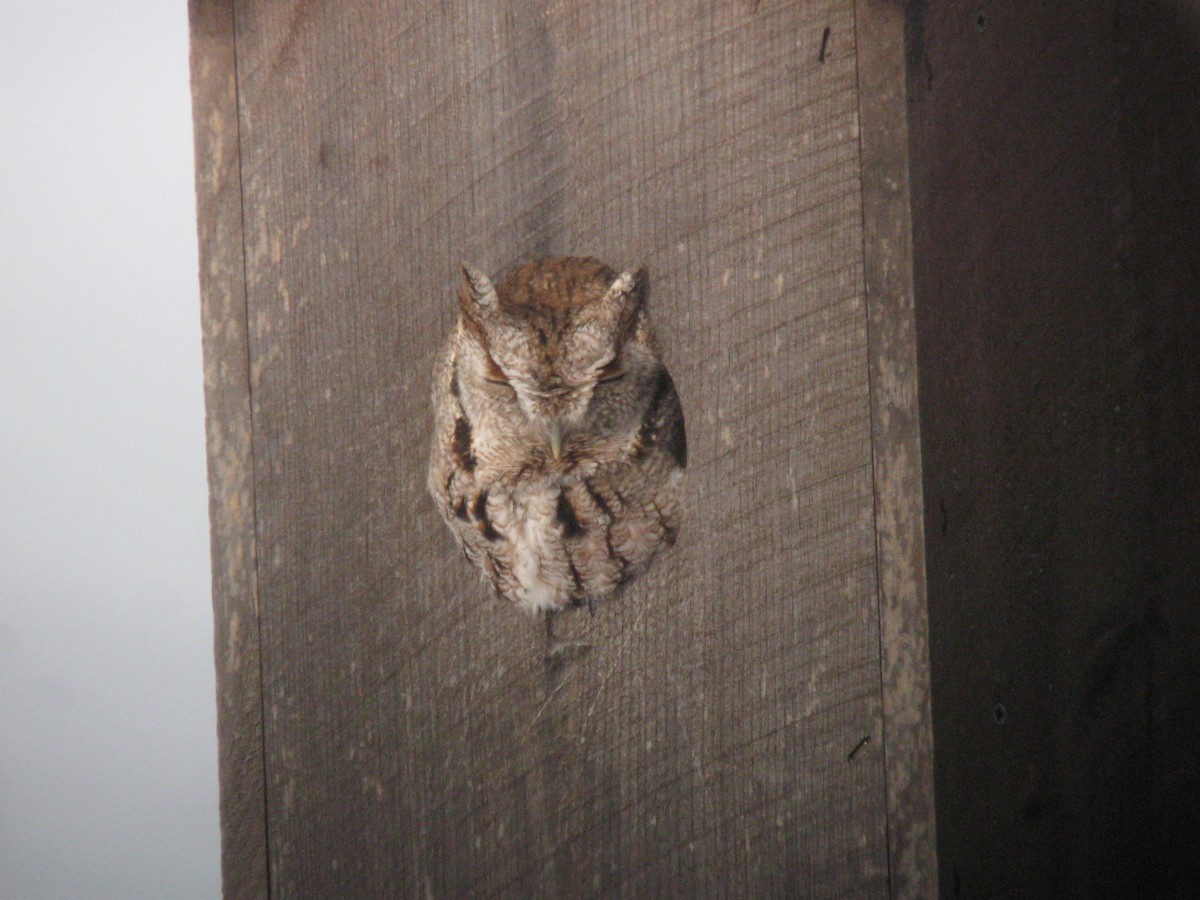 Eastern Screech-Owl - ML611930520
