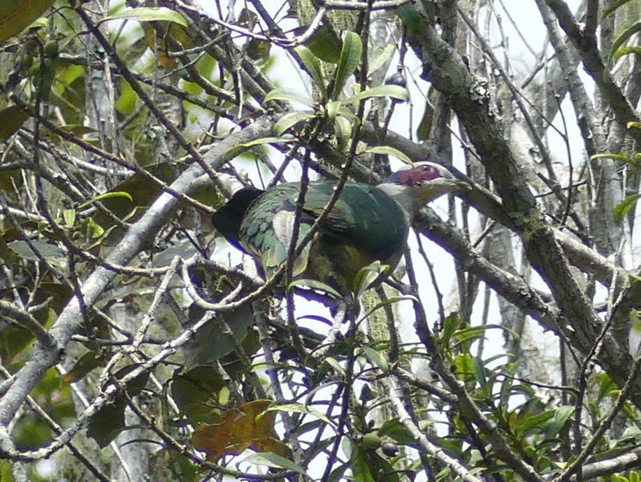 Red-eared Fruit-Dove (Red-eared) - ML611930809