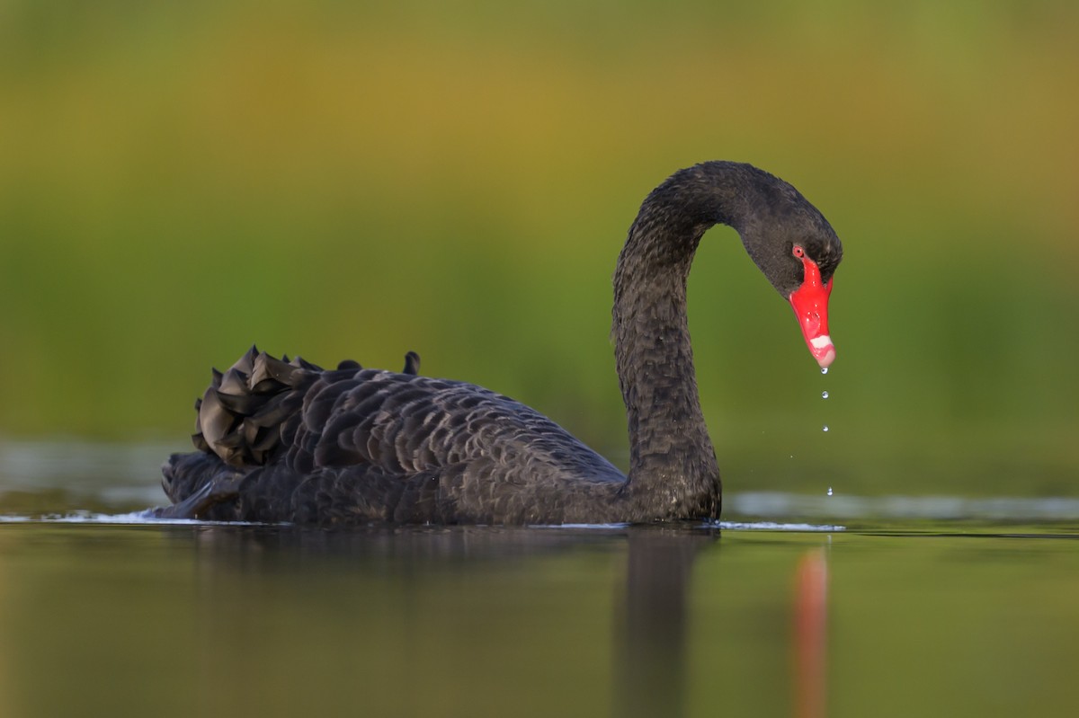 Black Swan - Roger MacKertich