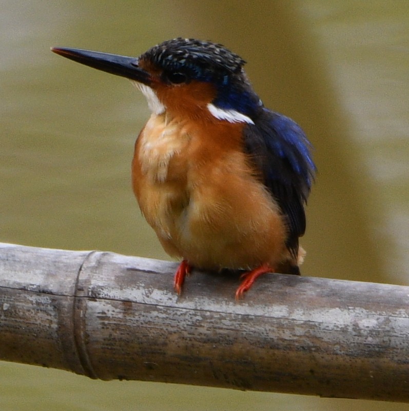 Malagasy Kingfisher - ML611931291