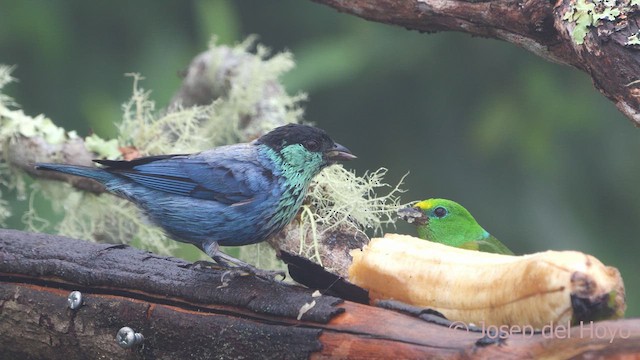 Black-capped Tanager - ML611931411