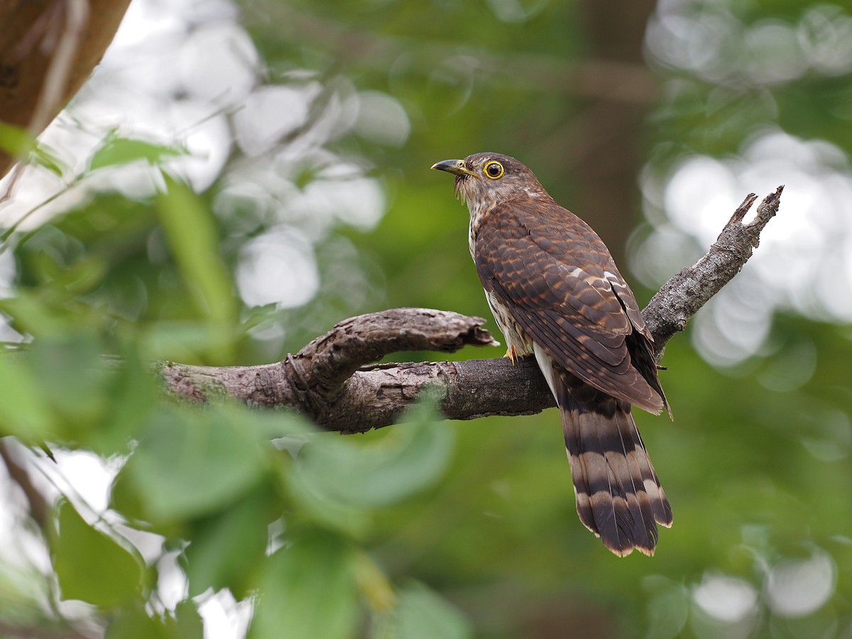 Hodgson's Hawk-Cuckoo - ML611931509