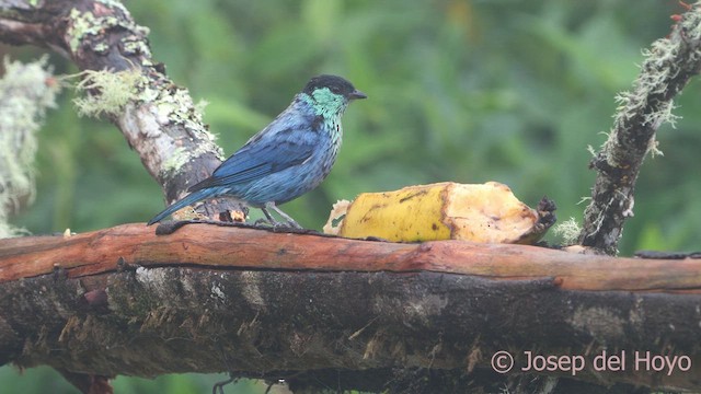 Black-capped Tanager - ML611931510