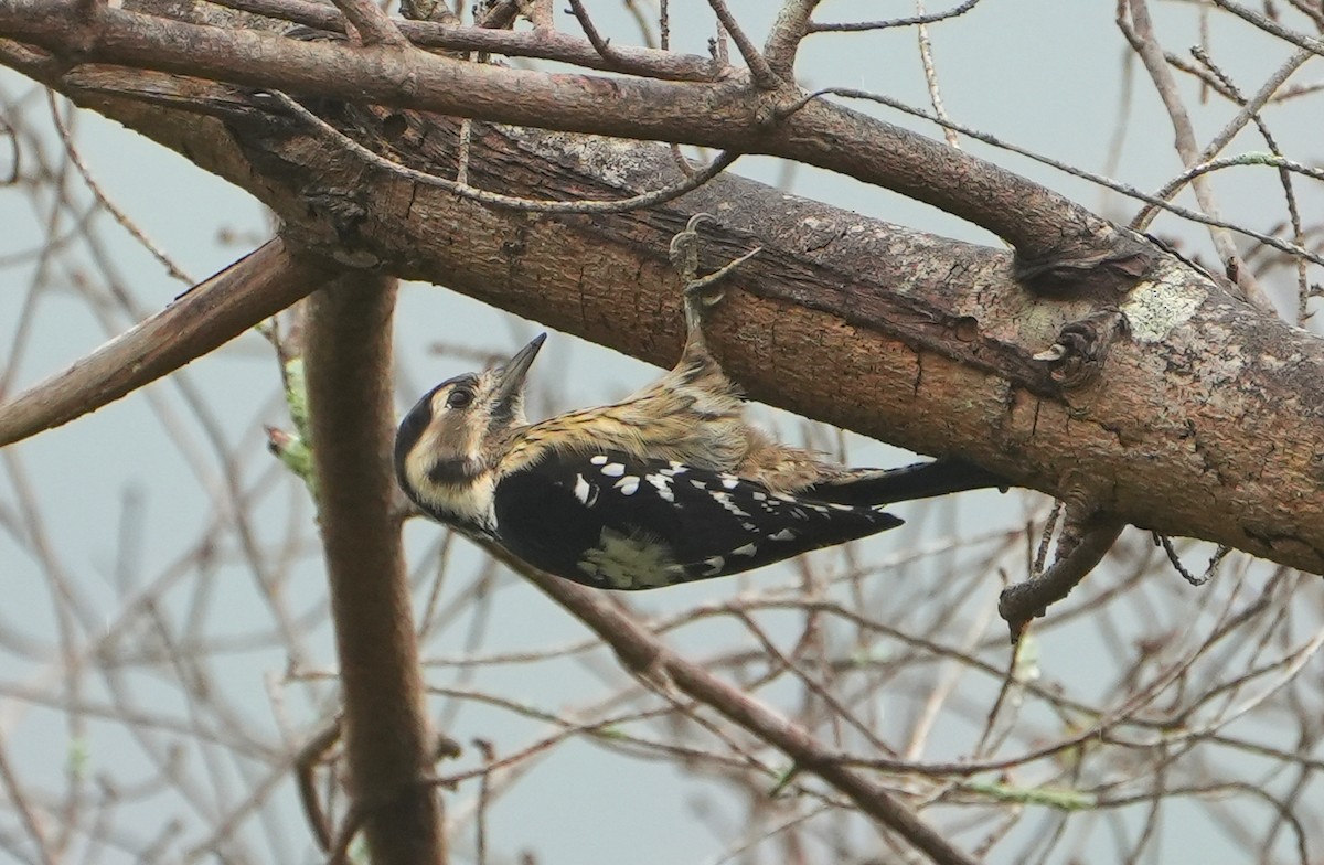 Gray-capped Pygmy Woodpecker - ML611931654
