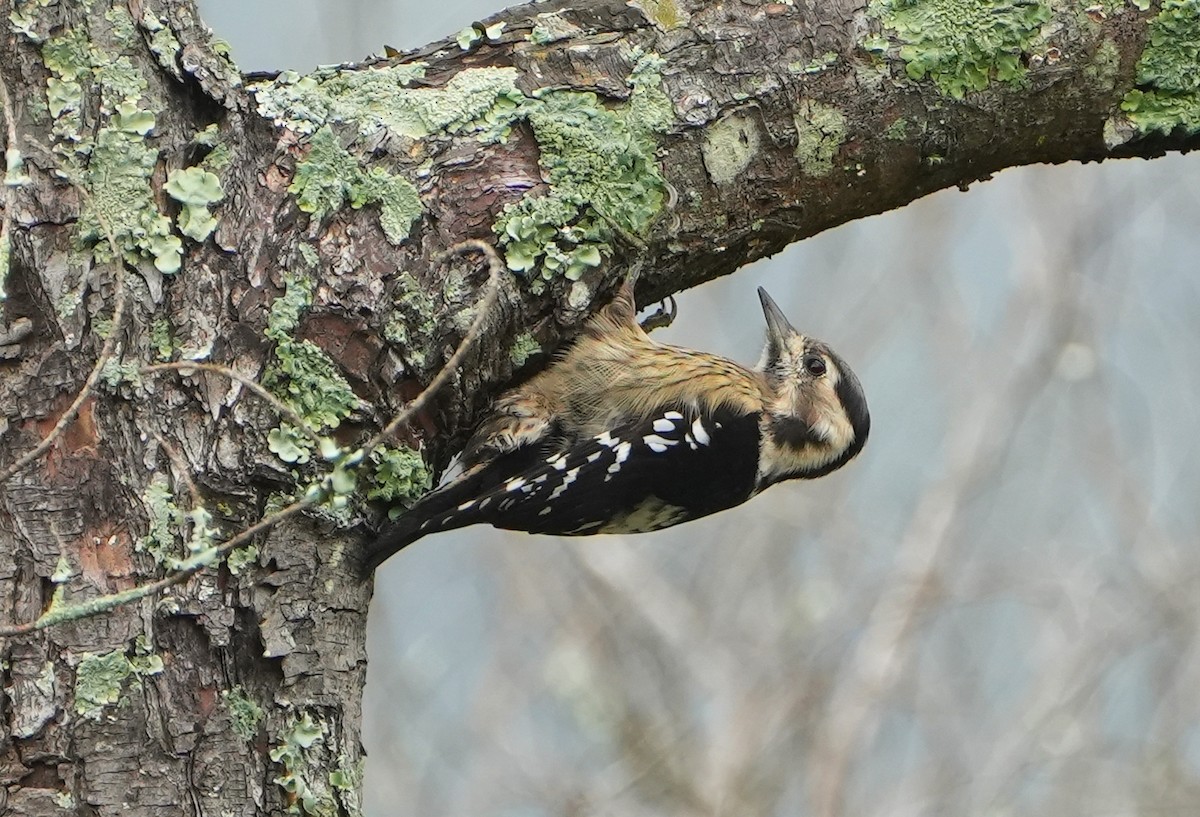 Gray-capped Pygmy Woodpecker - ML611931655