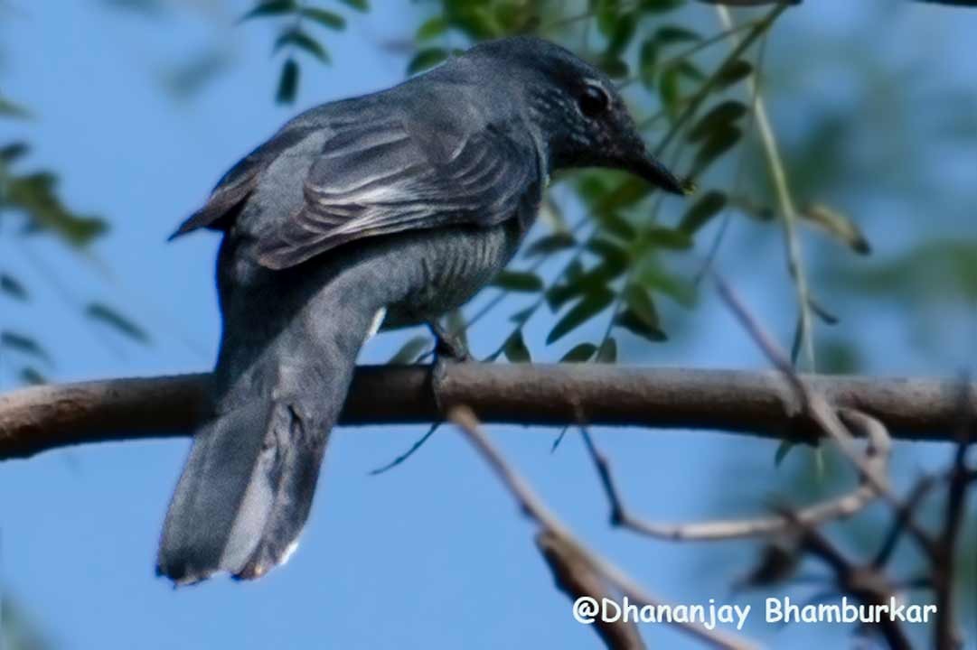 Black-winged Cuckooshrike - Dhananjay Bhamburkar