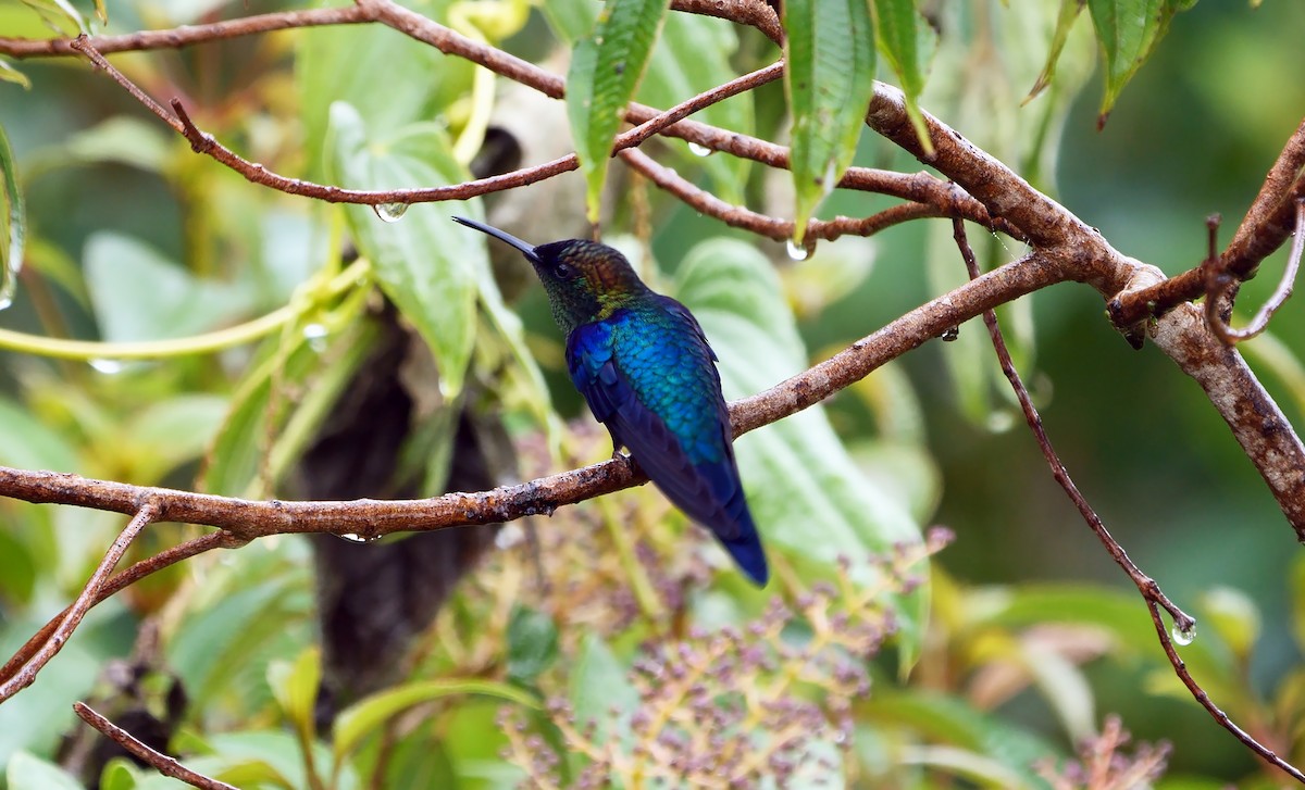 kolibřík vidloocasý (ssp. colombica/rostrifera) - ML611932079