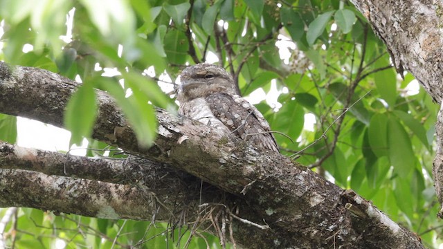 Papuan Frogmouth - ML611932186