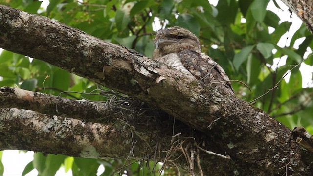 Papuan Frogmouth - ML611932248