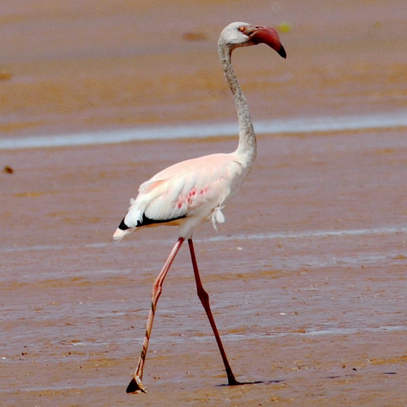 Lesser Flamingo - ML611932283
