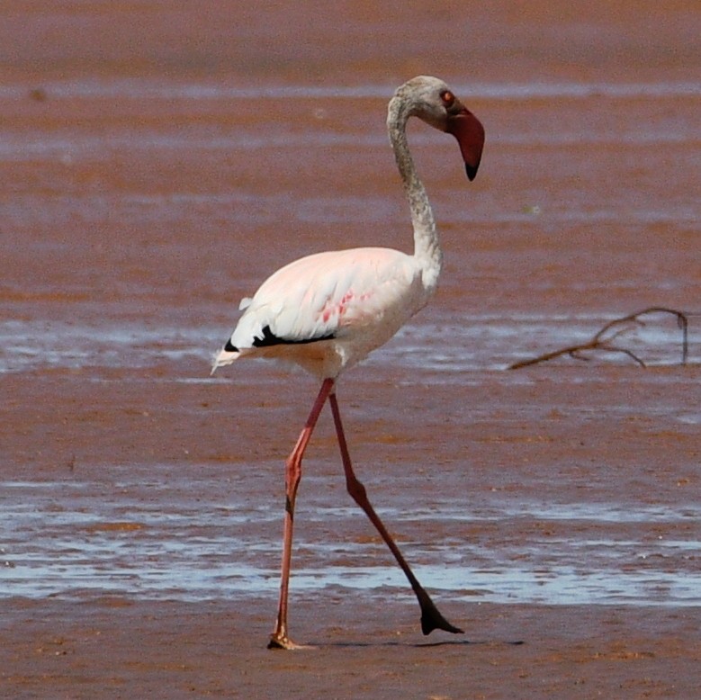 Lesser Flamingo - ML611932284