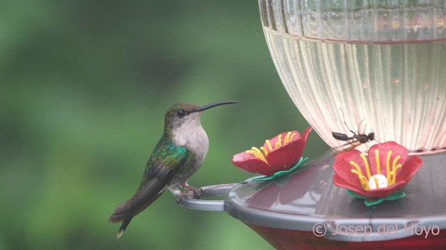 kolibřík vidloocasý (ssp. colombica/rostrifera) - ML611932301