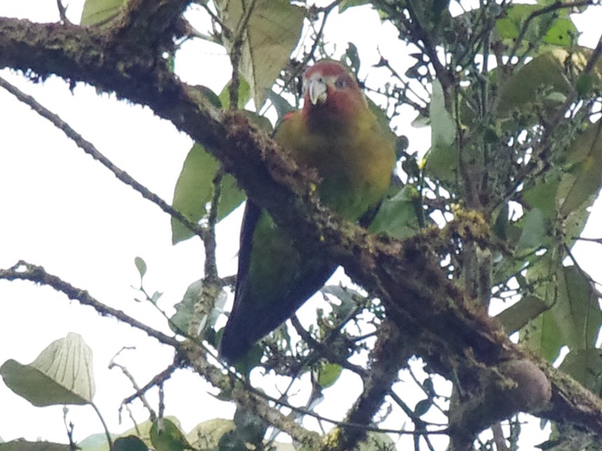 Rusty-faced Parrot - ML611932395