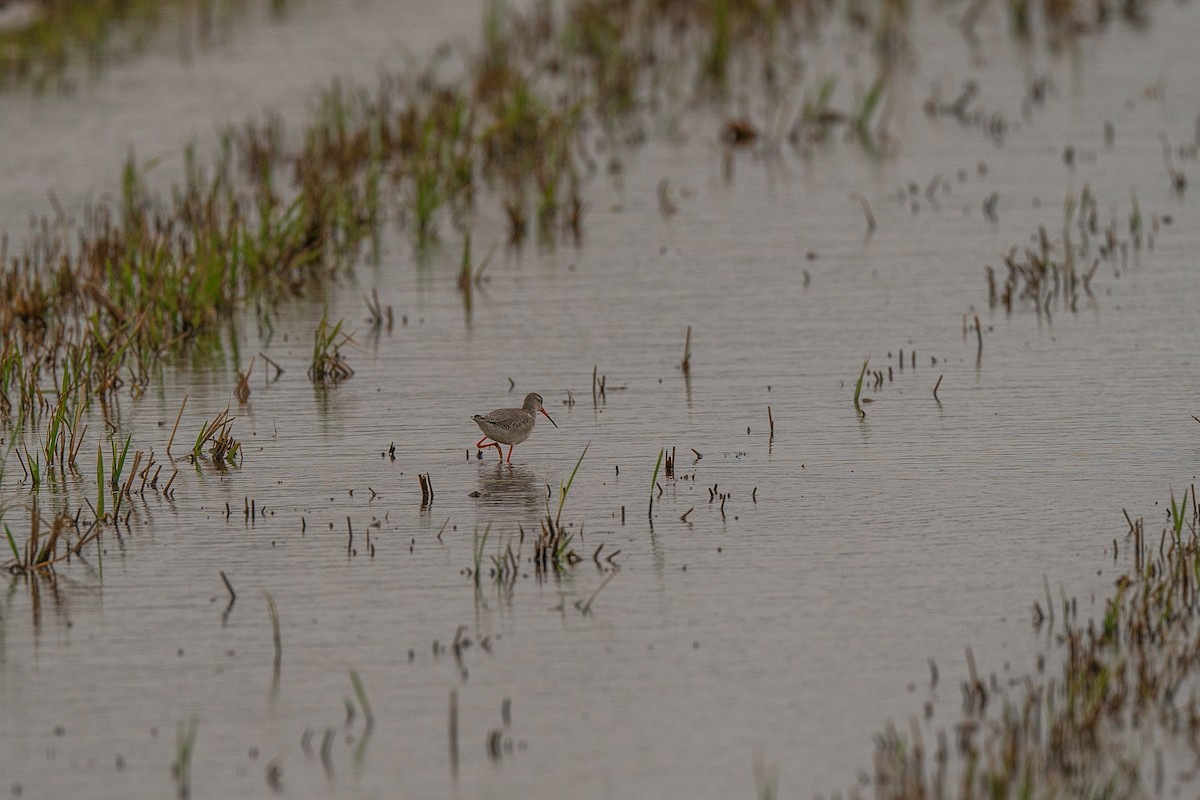 Spotted Redshank - ML611932626