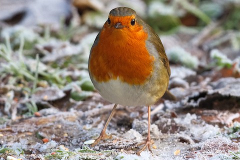 European Robin - eBird