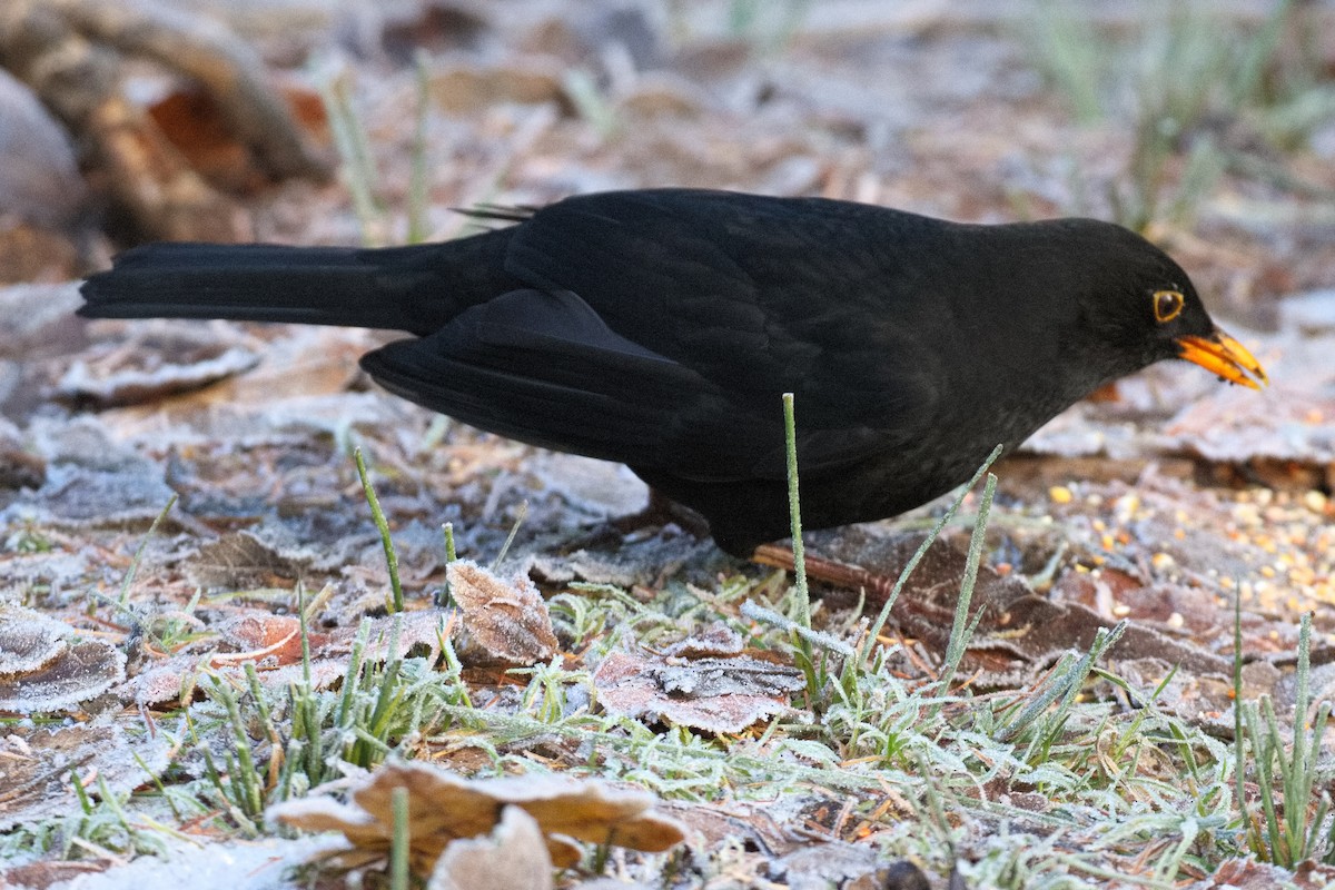 Eurasian Blackbird - ML611933569