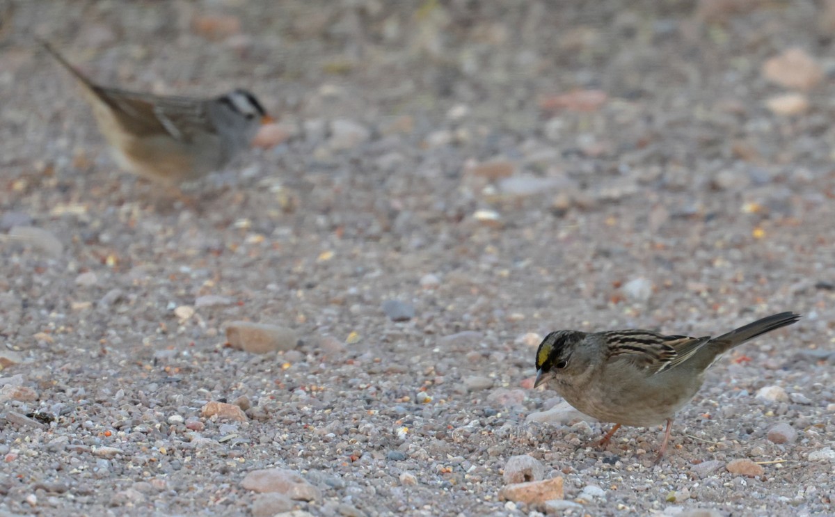 Golden-crowned Sparrow - ML611933710