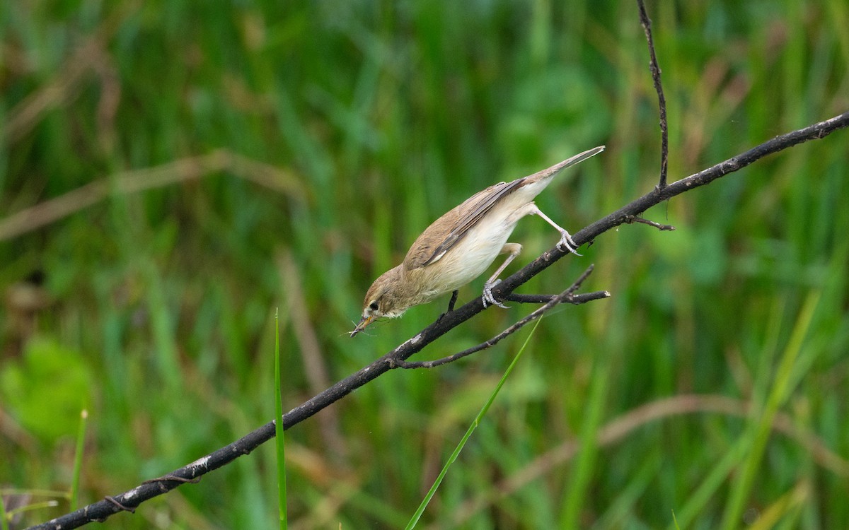 Booted Warbler - ML611934048
