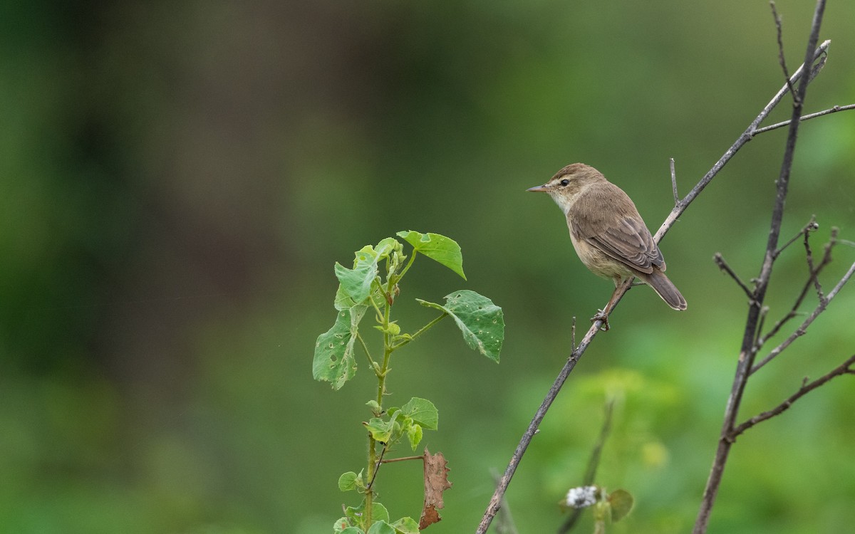 Booted Warbler - ML611934050