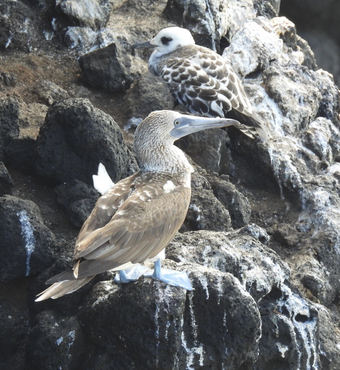 Blue-footed Booby - ML611934063