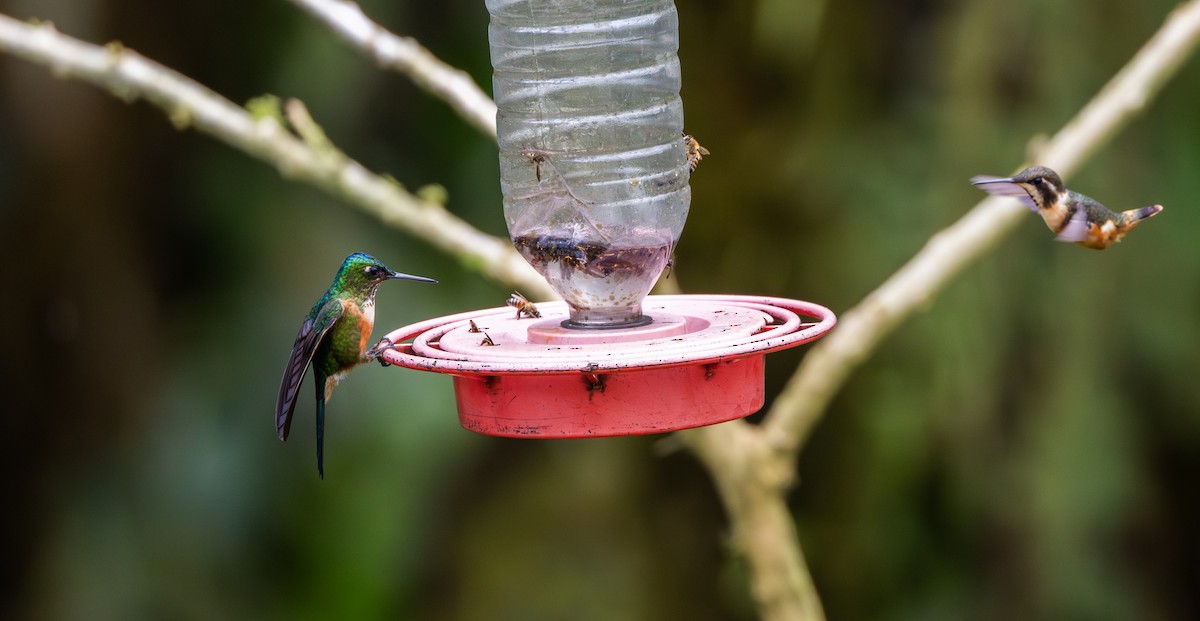 Violet-tailed Sylph - ML611934206