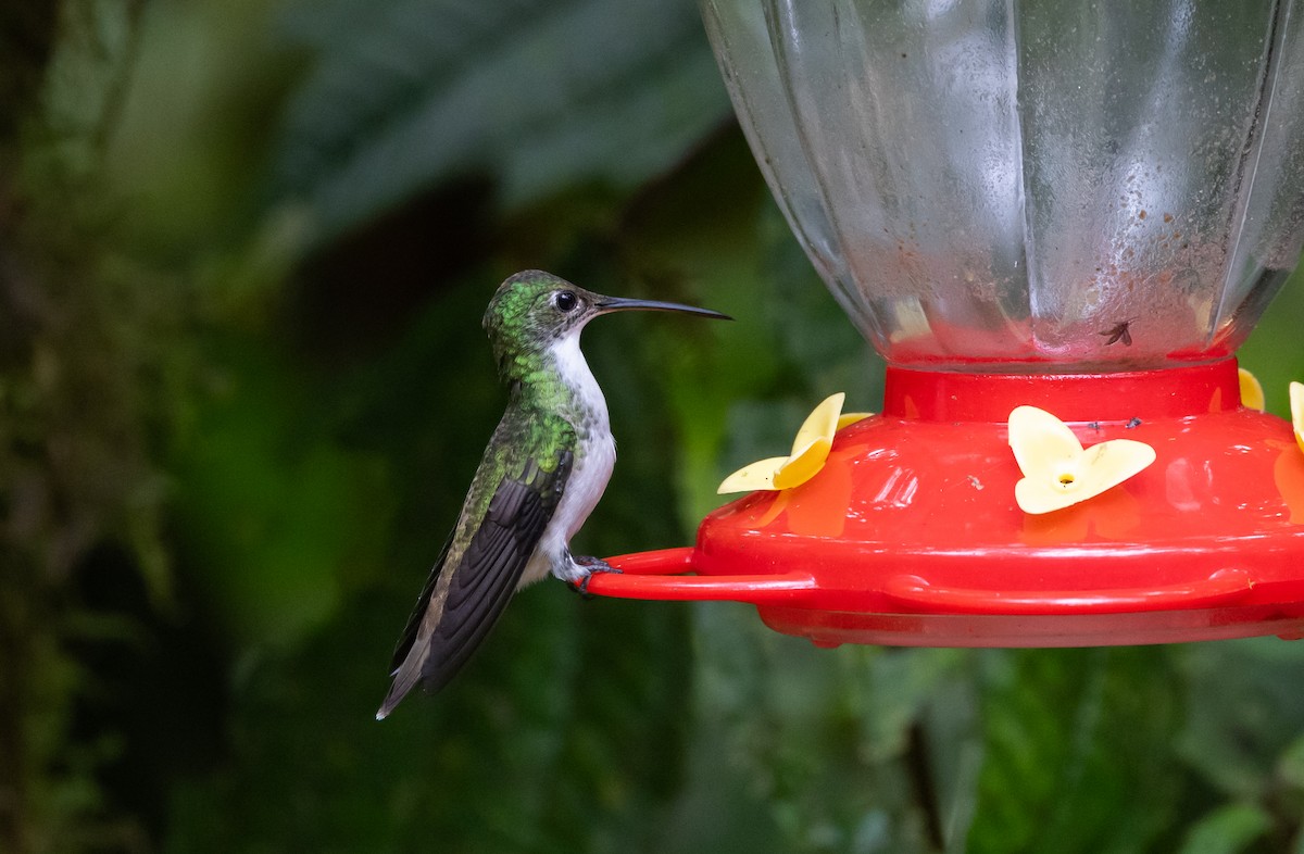 kolibřík andský - ML611934215
