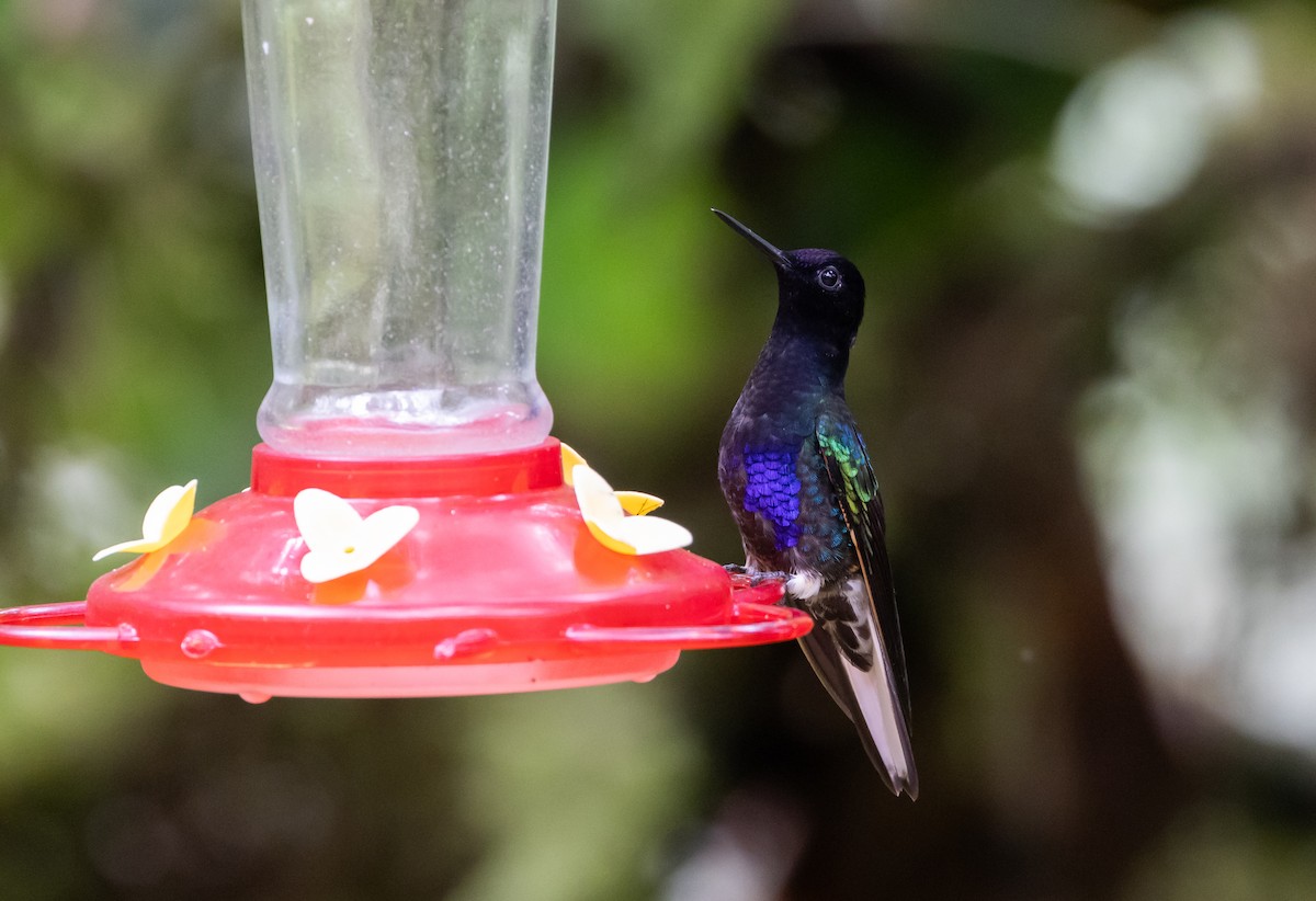 kolibřík hyacintový - ML611934218
