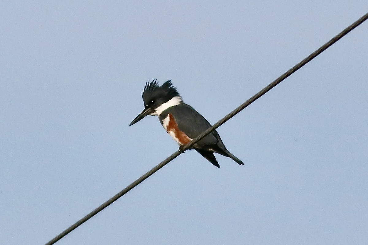 Belted Kingfisher - ML611934523