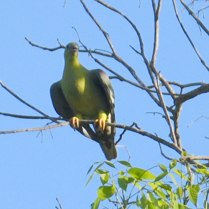 Madagascar Green-Pigeon - ML611934607
