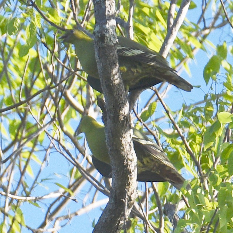 Madagascar Green-Pigeon - ML611934608