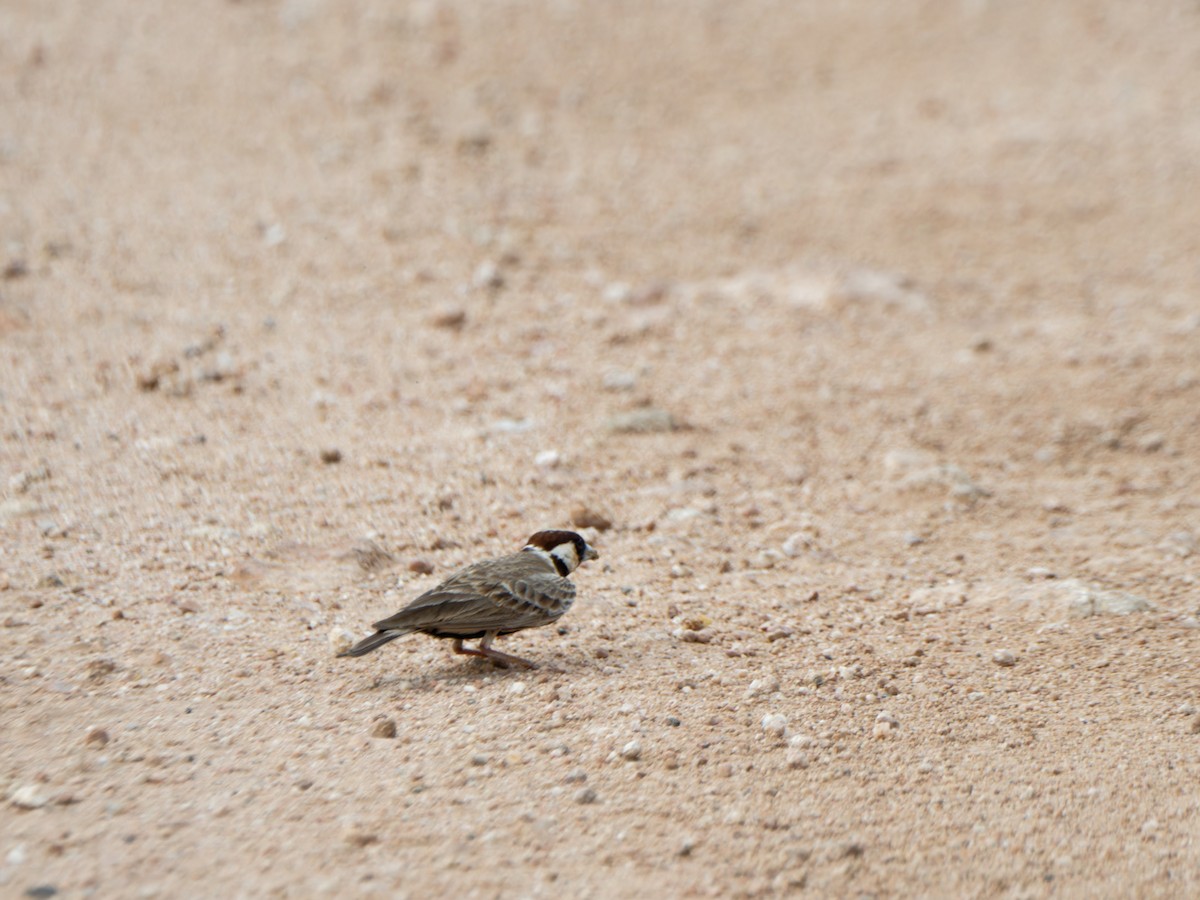 Chestnut-headed Sparrow-Lark - ML611934610
