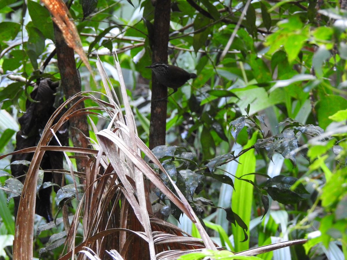 Gray-breasted Wood-Wren (Central American) - Otto Alvarado