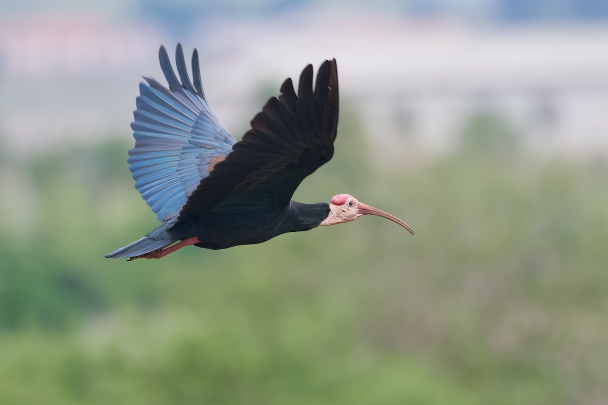 ibis jihoafrický - ML611935278