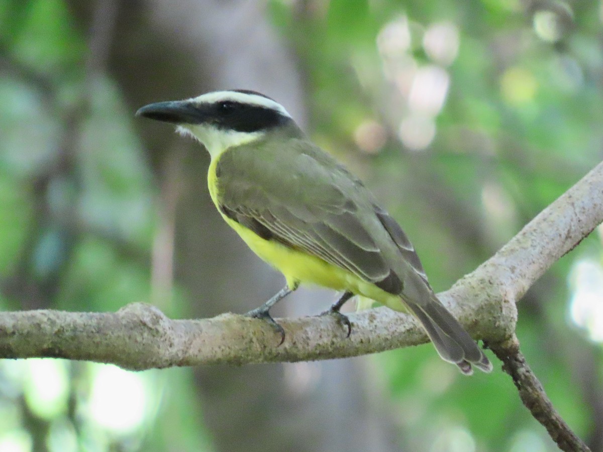 Boat-billed Flycatcher - ML611935313