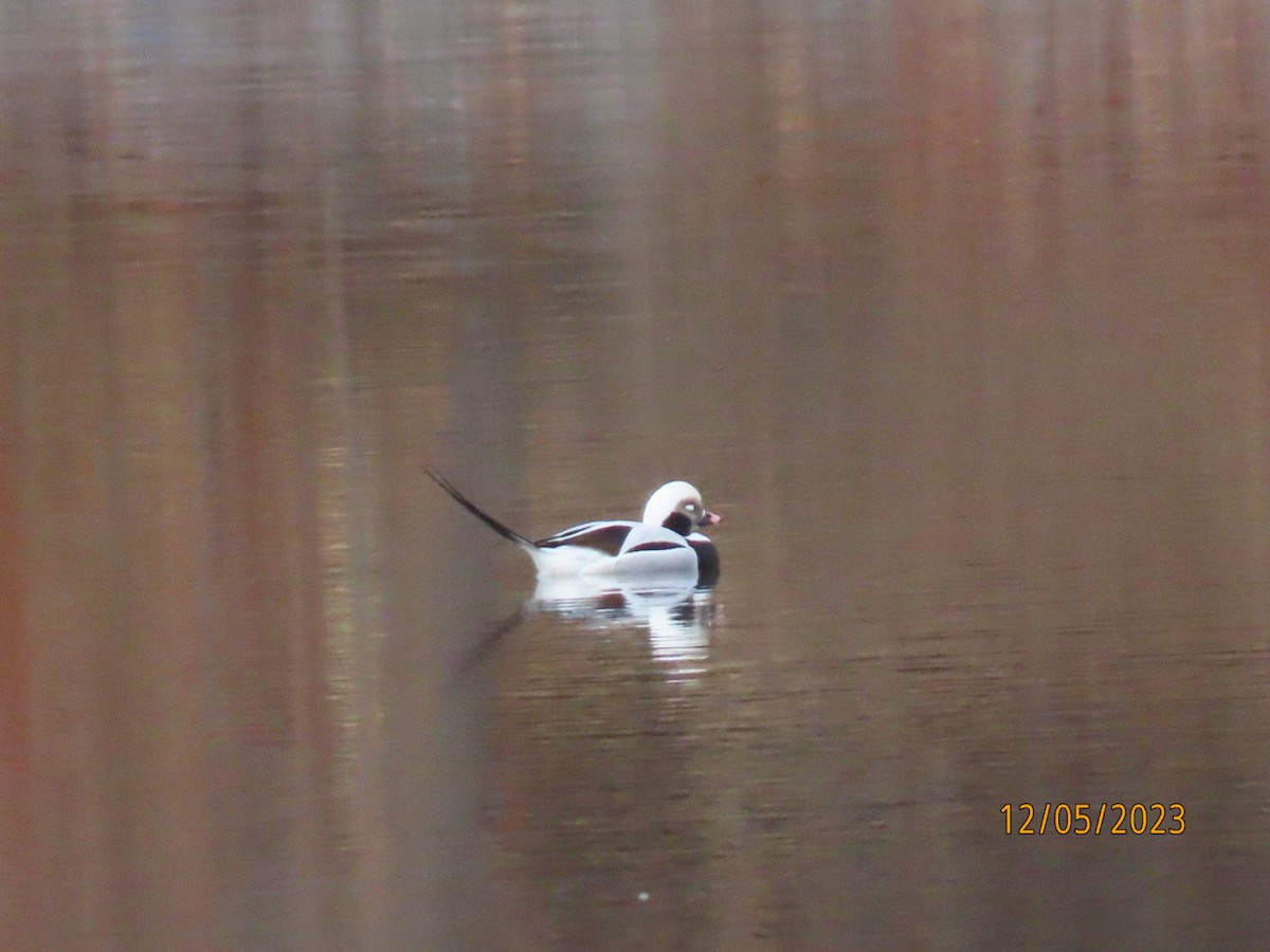 Long-tailed Duck - ML611935504