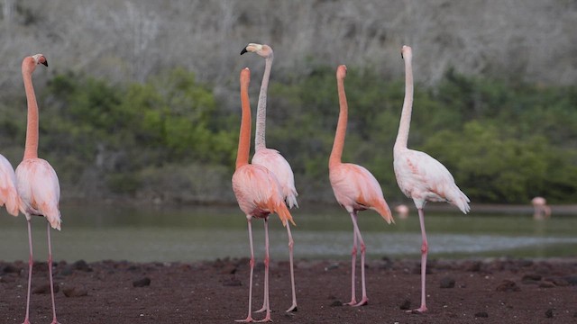 Amerika Flamingosu - ML611935533