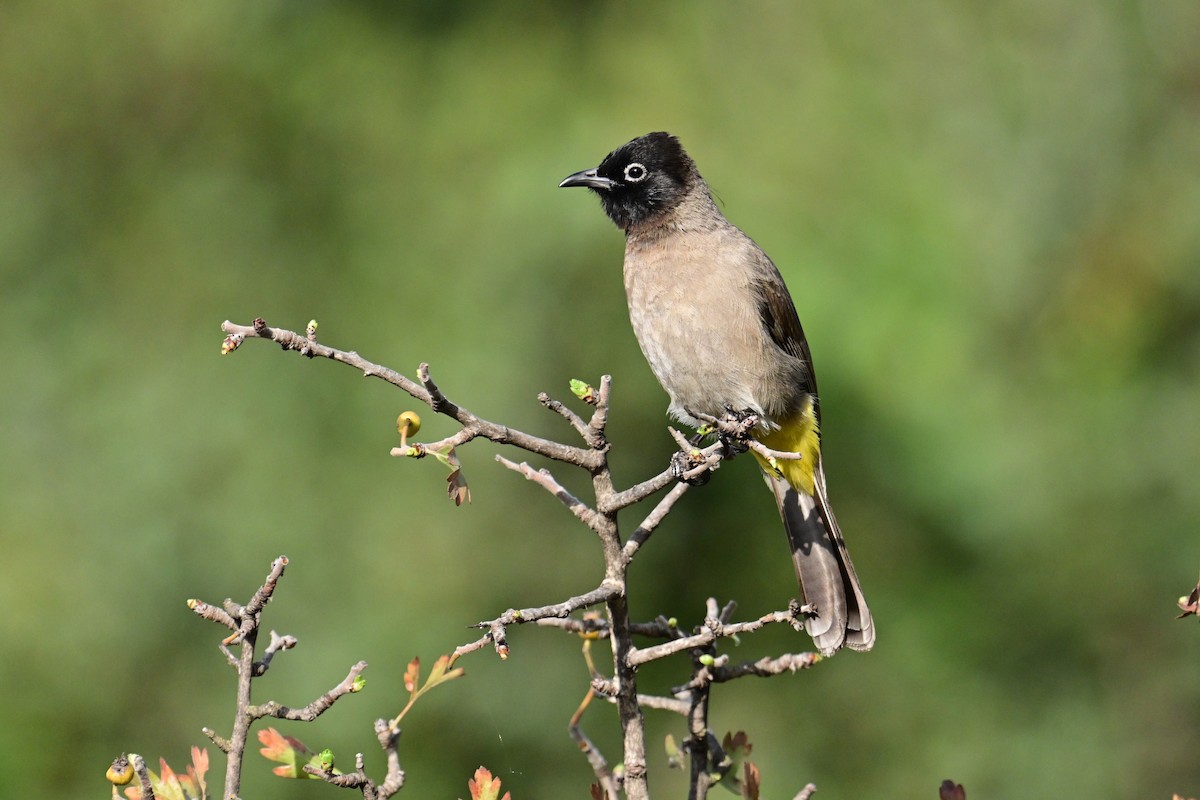 White-spectacled Bulbul - Uriel Levy