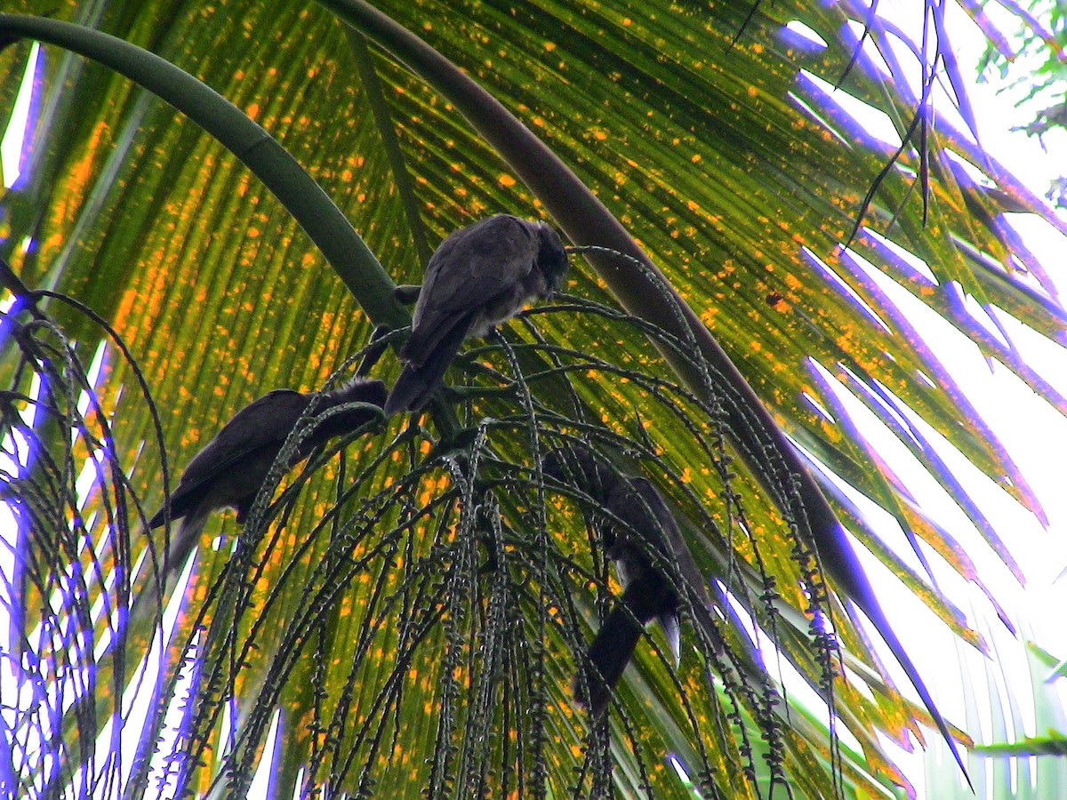Seychelles Parrot - ML611935983
