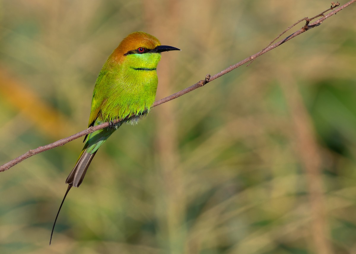 Asian Green Bee-eater - ML611936663