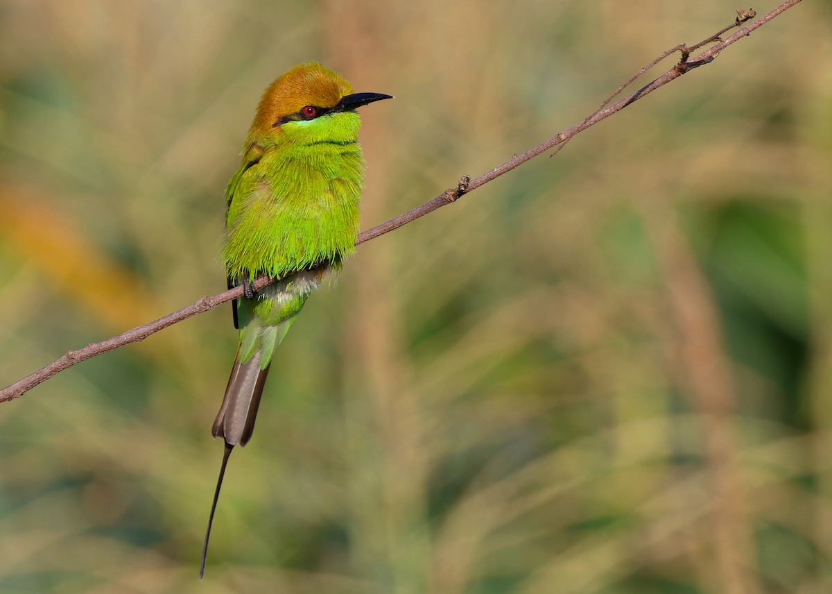 Asian Green Bee-eater - ML611936664