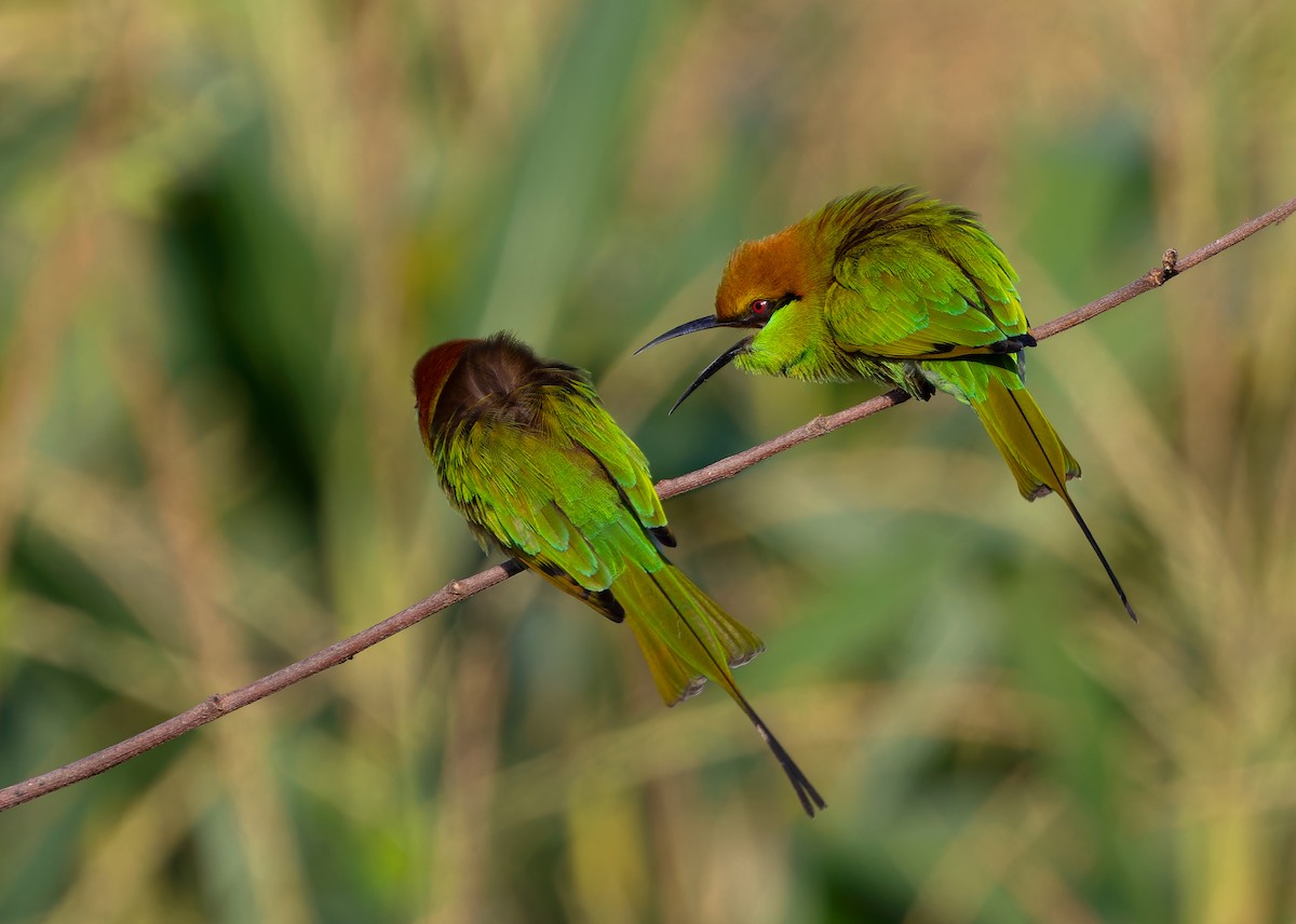 Asian Green Bee-eater - ML611936665